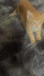 Lost Male Cat last seen Reel and wiconisco, Harrisburg, PA 17110
