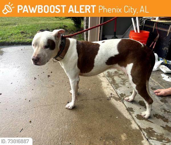 Found/Stray Female Dog last seen Yorktown Neighborhood, Phenix City, AL 36870
