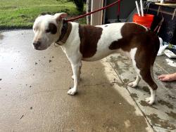 Found/Stray Female Dog last seen Yorktown Neighborhood, Phenix City, AL 36870
