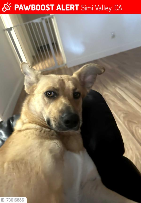 Lost Female Dog last seen Los Angeles and stearns, Simi Valley, CA 93063