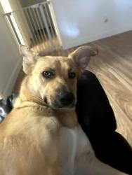 Lost Female Dog last seen Los Angeles and stearns, Simi Valley, CA 93063