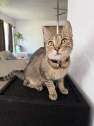 Reunited Female Cat last seen Near the park, Kiowa, CO 80117