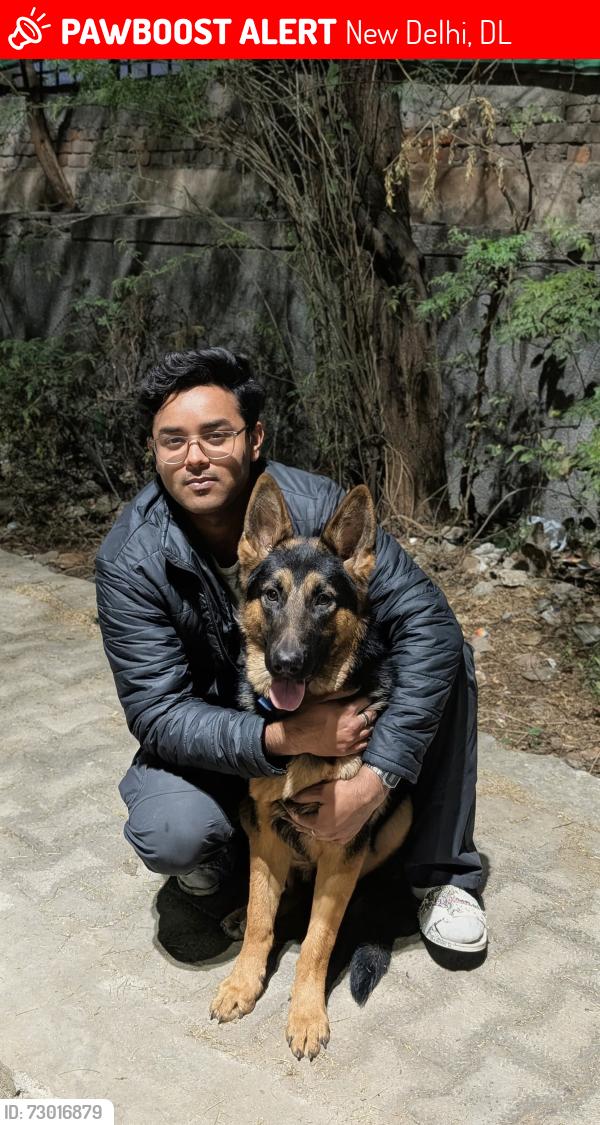 Lost Male Dog last seen Chattarpur geetanjali salon , New Delhi, DL 