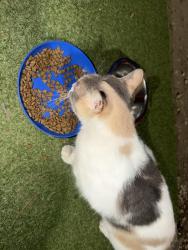 Reunited Female Cat last seen Laurel Pines apmt Complex, Laurel, MD 20708