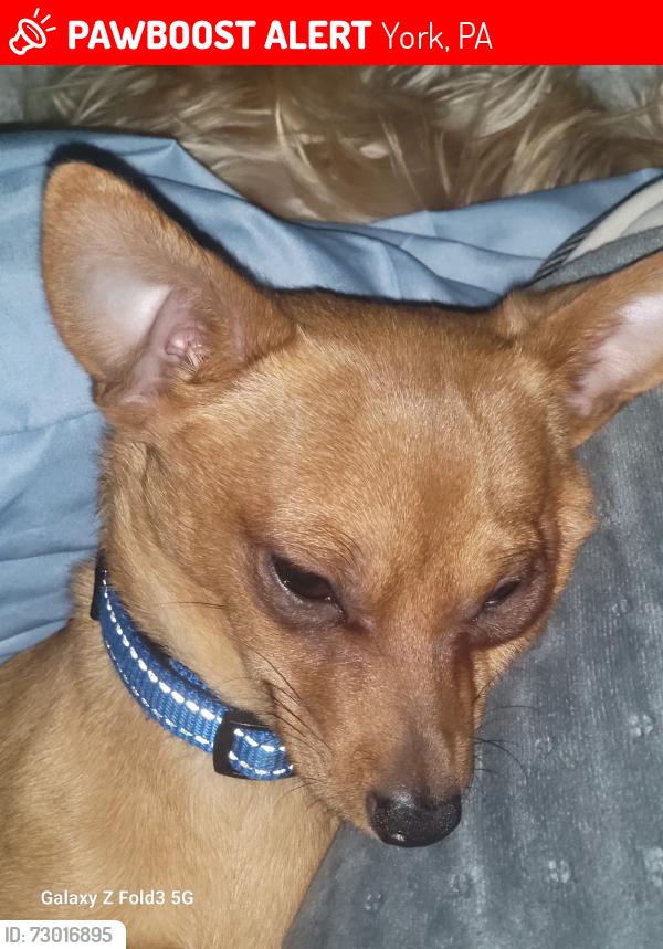 Lost Male Dog last seen Tremont Ave., York, PA 17403