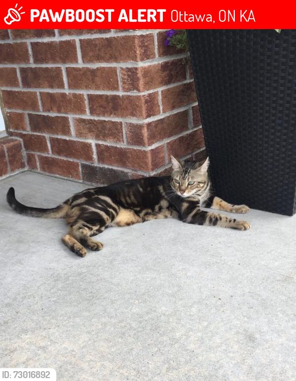 Lost Male Cat last seen Lakeridge Park, Avalon, Orleans , Ottawa, ON K4A