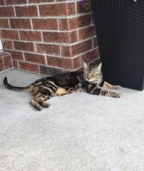Lost Male Cat last seen Lakeridge Park, Avalon, Orleans , Ottawa, ON K4A