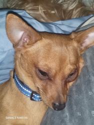Lost Male Dog last seen Tremont Ave., York, PA 17403