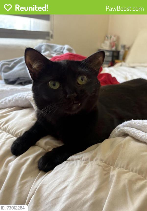 Reunited Female Cat last seen Landfair and Ophir, Los Angeles, CA 90024