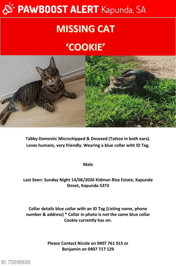 Lost Male Cat last seen Kapunda St, Kapunda, SA 5373