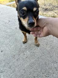 Found/Stray Female Dog last seen Filbert , Fontana, CA 92335