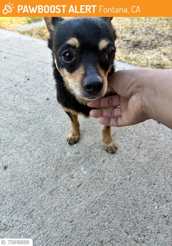 Found/Stray Female Dog last seen Filbert , Fontana, CA 92335