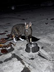 Found/Stray Female Cat last seen E St. James Street, San Jose, CA 95112