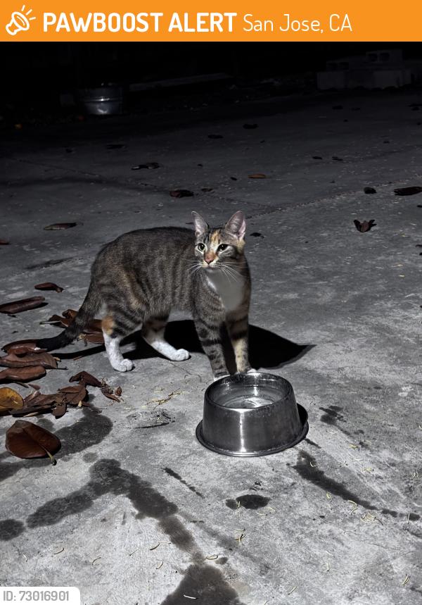 Found/Stray Female Cat last seen E St. James Street, San Jose, CA 95112