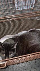 Shelter Stray Male Cat last seen JACKSON KELLER, 4710 TX-151, San Antonio, TX 78227, USA