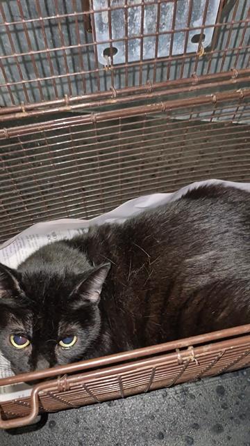 Shelter Stray Male Cat last seen JACKSON KELLER, 4710 TX-151, San Antonio, TX 78227, USA