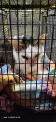 Shelter Stray Female Cat last seen Near BLOCK BANGOR, 4710 TX-151, San Antonio, TX 78227, USA