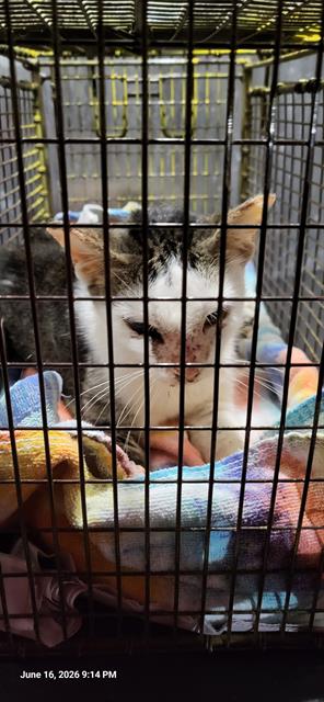Shelter Stray Female Cat last seen Near BLOCK BANGOR, 4710 TX-151, San Antonio, TX 78227, USA