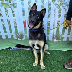 Shelter Stray Male Dog last seen Near BLK BAY SHORE AVE, LONG BEACH, CA 90803, 7700 E Spring St, Long Beach, CA 90815, USA