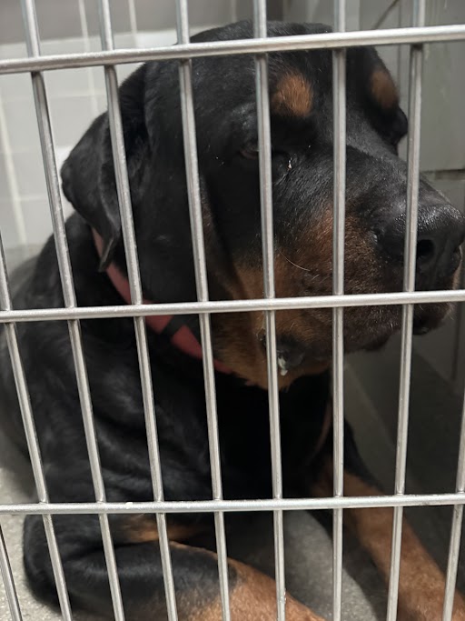 Shelter Stray Male Dog last seen Near BLOCK E BONANZA RD, LAS VEGAS NV 89101, 655 N Mojave Rd, Las Vegas, NV 89101, USA