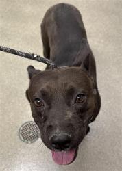 Shelter Stray Male Dog last seen Near BLOCK RIVE GAUCHE ST, LAS VEGAS NV 89115, 655 N Mojave Rd, Las Vegas, NV 89101, USA