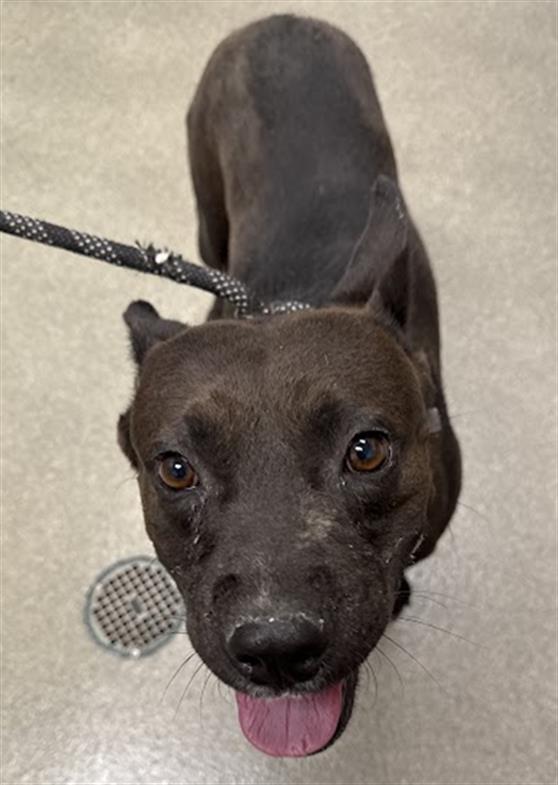 Shelter Stray Male Dog last seen Near BLOCK RIVE GAUCHE ST, LAS VEGAS NV 89115, 655 N Mojave Rd, Las Vegas, NV 89101, USA