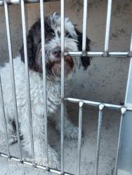 Shelter Stray Female Dog last seen Near BLOCK LAWRENCE ST, NORTH LAS VEGAS NV 89081, 655 N Mojave Rd, Las Vegas, NV 89101, USA