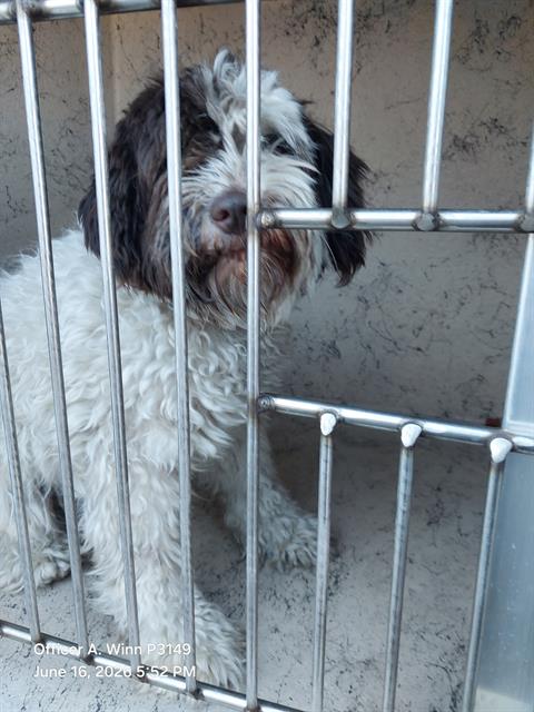 Shelter Stray Female Dog last seen Near BLOCK LAWRENCE ST, NORTH LAS VEGAS NV 89081, 655 N Mojave Rd, Las Vegas, NV 89101, USA