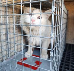 Shelter Stray Unknown Cat last seen Near BLOCK WARHAWK AVE, LAS VEGAS NV 89115, 655 N Mojave Rd, Las Vegas, NV 89101, USA