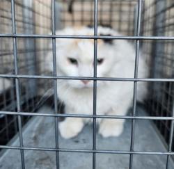 Shelter Stray Unknown Cat last seen Near BLOCK WARHAWK AVE, LAS VEGAS NV 89115, 655 N Mojave Rd, Las Vegas, NV 89101, USA