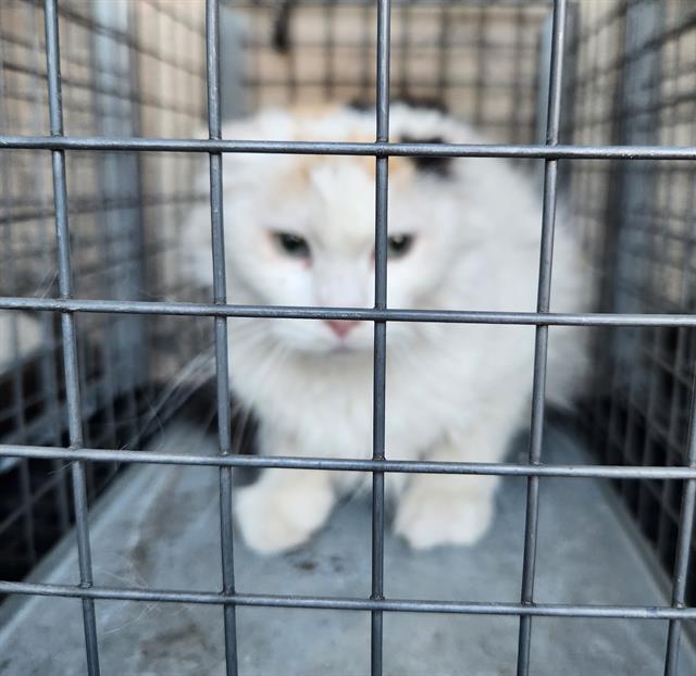 Shelter Stray Unknown Cat last seen Near BLOCK WARHAWK AVE, LAS VEGAS NV 89115, 655 N Mojave Rd, Las Vegas, NV 89101, USA