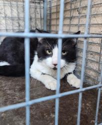 Shelter Stray Unknown Cat last seen Near BLOCK WARHAWK AVE, LAS VEGAS NV 89115, 655 N Mojave Rd, Las Vegas, NV 89101, USA