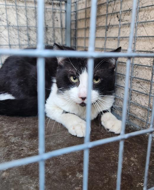 Shelter Stray Unknown Cat last seen Near BLOCK WARHAWK AVE, LAS VEGAS NV 89115, 655 N Mojave Rd, Las Vegas, NV 89101, USA