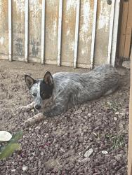 Found/Stray Unknown Dog last seen 30th st east and ave j-4, Lancaster, CA 93535