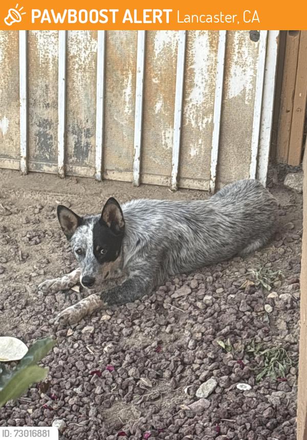 Found/Stray Unknown Dog last seen 30th st east and ave j-4, Lancaster, CA 93535