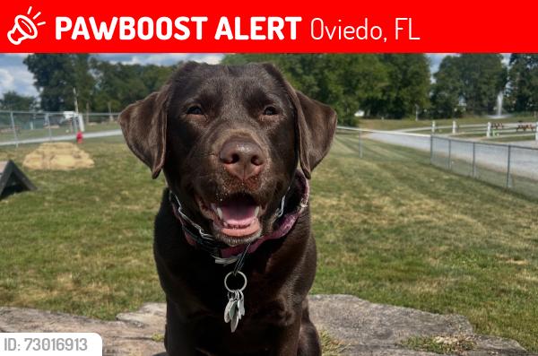 Lost Female Dog last seen E McCullough rd by publix, Oviedo, FL 32765
