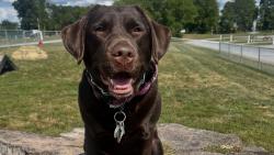 Lost Female Dog last seen E McCullough rd by publix, Oviedo, FL 32765