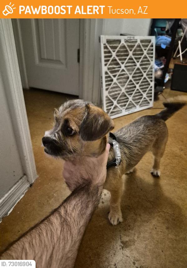 Found/Stray Male Dog last seen 6th Avenue and Grant in the parking lot, Tucson, AZ 85705