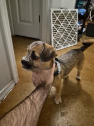 Found/Stray Male Dog last seen 6th Avenue and Grant in the parking lot, Tucson, AZ 85705