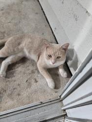 Found/Stray Male Cat last seen Near University Dr, btn Bldg 15 &16., Durham, NC 27707