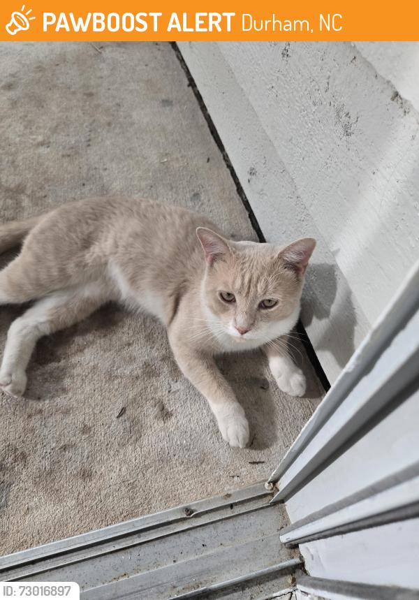 Found/Stray Male Cat last seen Near University Dr, btn Bldg 15 &16., Durham, NC 27707