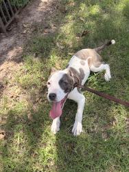 Found/Stray Female Dog last seen Raising canes, Oklahoma City, OK 73106