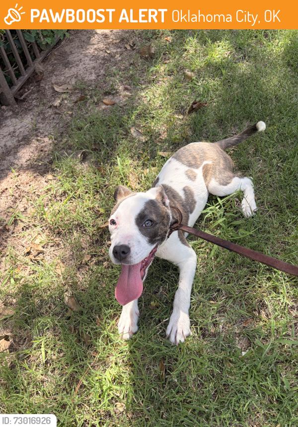 Found/Stray Female Dog last seen Raising canes, Oklahoma City, OK 73106