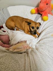 Lost Female Dog last seen By the 10 freeway, Los Angeles, CA 90007