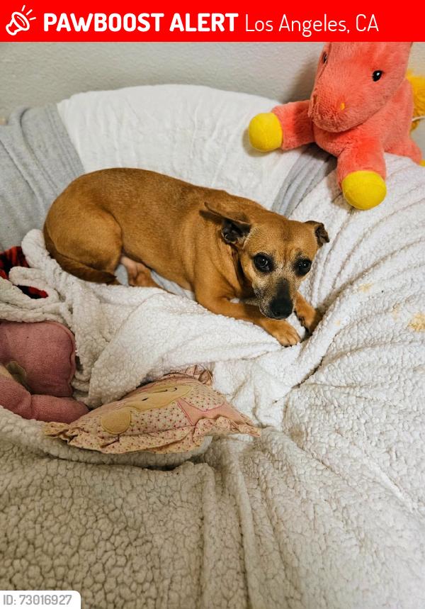 Lost Female Dog last seen By the 10 freeway, Los Angeles, CA 90007