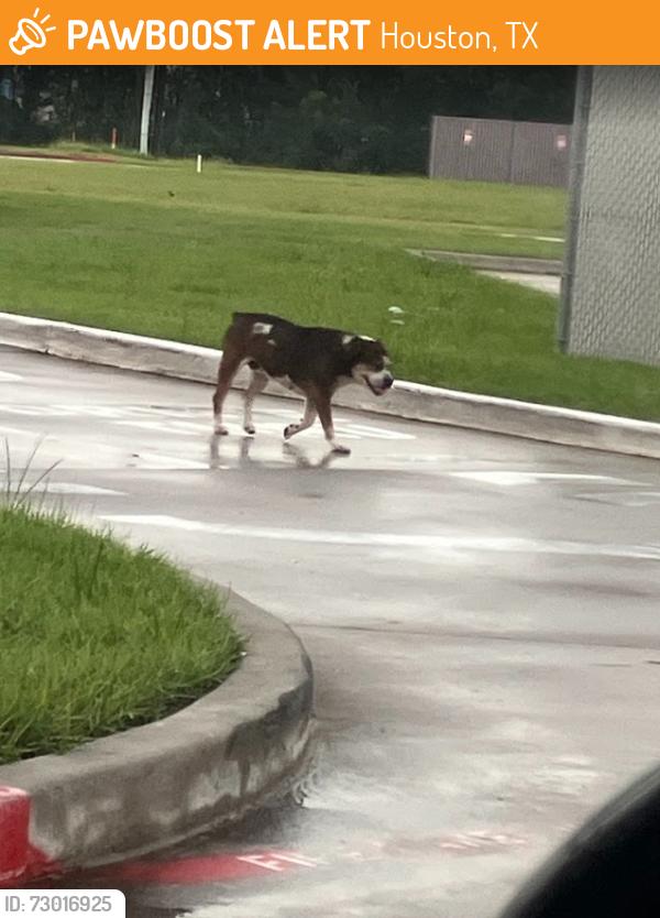 Found/Stray Unknown Dog last seen Near and Antoine Dr, Houston, TX 77086