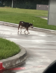 Found/Stray Unknown Dog last seen Near and Antoine Dr, Houston, TX 77086