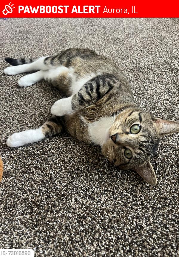 Lost Male Cat last seen Best Place Aurora IL. Village West apmts , Aurora, IL 60506