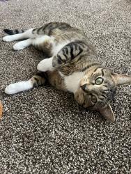 Lost Male Cat last seen Best Place Aurora IL. Village West apmts , Aurora, IL 60506