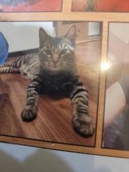 Lost Male Cat last seen Salisbury rd, Bucks County, PA 18912